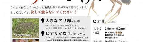 ヒアリ(火蟻)に気をつけて!!